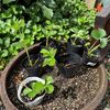 イチゴの定植はまだ早い ｜遺品整理