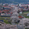 桜⑰　新庄がいせん桜