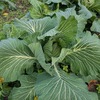 おかしいぞ、野菜たち！