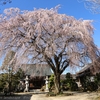 宝蔵寺の枝垂れ桜・・