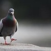 その痩せた鳩に思うこと。