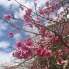 八重岳　桜まつりに行きました。寒緋桜綺麗！