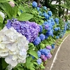 長者山　紫陽花ロード2024