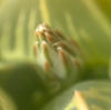 霧宝の花芽が出てきました。霧宝の花はこんな花♪去年の霧宝の花の写真も載せます。