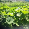 夏野菜の準備もおくらを植えて一段落