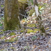 ジィちゃんと探鳥・柳沢峠の野鳥/2019-5-5＆丹沢の野鳥/2019-5-7