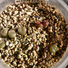 リトープス　琥珀玉と紅大内玉、種まきから100日目