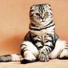 猫ブームの闇について持論をペラペラ語ってみた〜
