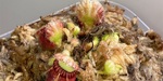 セファロタス成長記録=2026/5月29日 #食虫植物 #セファロタス #icos #著作権無料 #BGM