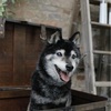 愛犬さえのこと