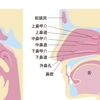 解剖学ミニテスト　呼吸器①