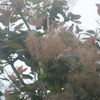   銅葉　スモークツリー