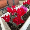 シクラメンを詠んだ短歌　　今の季節見かける花で，一番華やかなのはシクラメンでしょうか？　　一鉢に四百の蕾そだつとふシクラメン冬の花として咲く　初井しづ枝　　シクラメン白と赤との花ならぶ店頭すぎて歩むたのしさ　佐藤佐太郎　　シクラメン広葉のみどり飽かなくに数の莟のひとつ咲かむとす　千代国一　　寒き灯に紅の澄むシクラメン靴修理する人のかたえに　武川忠一　　真剣に花を捧げて年を越すシクラメンを妻深くいたわる　佐佐木幸綱