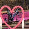 市貝の芝さくらは今が見頃！！