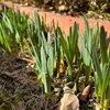 芝の「春の目覚め」の確認法 芝生観察