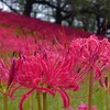 埼玉県は幸手市の権現堂公園の曼珠沙華を見てきました