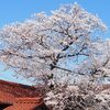 修道院の桜、六分咲きでした