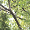 久しぶりのサンショウクイ(大阪城野鳥探鳥 2017/09/02 5:05-12:35)