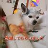純毛のお洗濯
