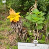 小石川植物園