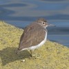 鳥撮散歩　鳥果に恵まれない日が続きますが、イソシギに癒されました