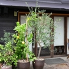 鎌倉の古民家イタリアン「かど屋」　落ち着いた雰囲気の中ランチを堪能