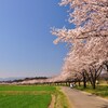 '11神奈川・埼玉の桜を愛でるドライブ４（都幾川～こだま千本桜～長瀞～慈雲寺のイトザクラ）