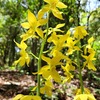 岩屋山でリハビリ登山