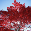 新穂高ロープウェイで星空＆紅葉狩り