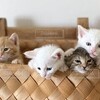 子猫