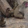 2月16日秋田大森山動物園ニホンザル