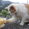 【台北から猫村の猴硐（ホウトン）へ】ニャー助、台湾の猫たちと触れ合う