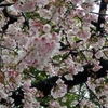 上野の桜を偵察　そして木曽路でランチを～