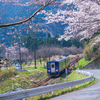 桜風景・関西本線【本番】（3/27）