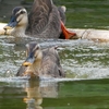 【(*´∀｀)行ってきた】水鳥の楽園 谷津干潟で鳥の写真を撮って、あとからGoogle レンズで調べてみた！