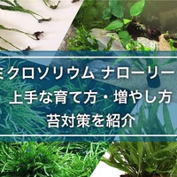 ミクロソリウム トライデントの育て方！活着・株分け・苔対策を