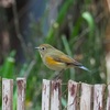 公園の野鳥達（1月20日）ルリビタキ