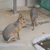 岡崎東公園でキュートなましかく動物写真 OM-D E-M5