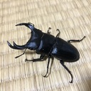 MUSHI-KUN’s blog