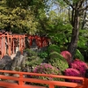 ✿根津神社でつつじまつりの偵察に行ってきました😊