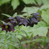 高山植物咲き出す