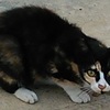 石垣島　街のら猫（猫公園以外）　不妊手術　ＴＮＲ　28匹 ～29匹目、実施。