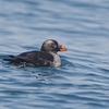 ２０２３年７月、北海道の道東にて野鳥観察。落石（クルーズ）に２回乗船。（アルパインツアーサービスが企画した二泊三日の野鳥観察ツアーに参加。）その２二日目、落石クルーズ。