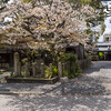 頂妙寺の桜