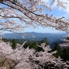 桜の吉野山 2024