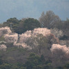 桜が一気に開花