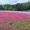 お昼は「秩父山寿」で肉汁そば、「羊山公園」の芝桜が最高でした