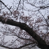 今朝のウォーキングにて～桜三分咲き～