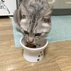 猫は魚が好きだと思っているのは日本だけ？！