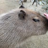那須どうぶつ王国（栃木県那須郡）〜体験レポートします